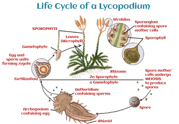 What is Pteridophytes