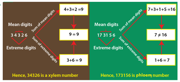 Xylem and Phloem Number in Java