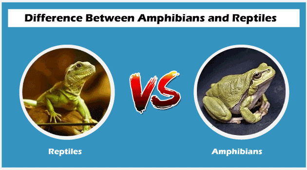 Difference between Amphibians and Reptiles