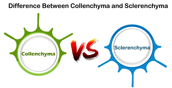 Collenchyma vs Sclerenchyma