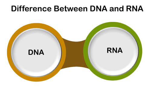 DNA vs RNA