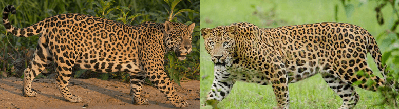 Jaguar vs. Leopard