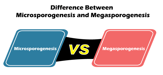 Microsporogenesis vs Megasporogenesis