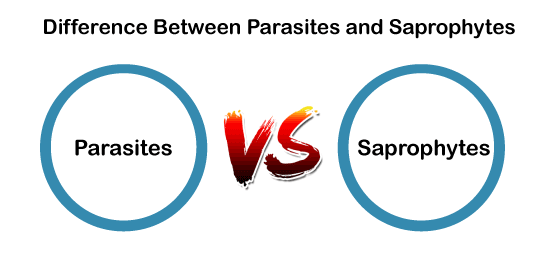 Parasite vs Saprophyte