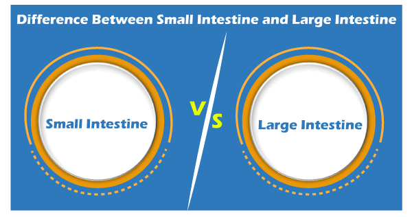 Small Intestine vs Large Intestine