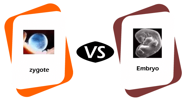 Zygote vs Embryo
